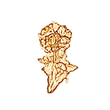 bitterade-dandelion icon